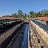 Sušení keňské kávy na afrických ložích ve Wamuguma Factory