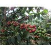 Keňská peaberry káva – chuť červeného grepu, limetky a šeříku